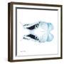 Miss Butterfly Duo Cloanthaea Sq - X-Ray White Edition-Philippe Hugonnard-Framed Photographic Print