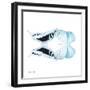 Miss Butterfly Duo Cloanthaea Sq - X-Ray White Edition-Philippe Hugonnard-Framed Photographic Print