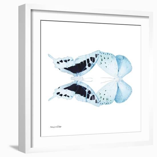 Miss Butterfly Duo Cloanthaea Sq - X-Ray White Edition-Philippe Hugonnard-Framed Photographic Print