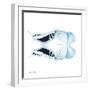 Miss Butterfly Duo Cloanthaea Sq - X-Ray White Edition-Philippe Hugonnard-Framed Photographic Print
