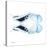 Miss Butterfly Duo Cloanthaea Sq - X-Ray White Edition-Philippe Hugonnard-Stretched Canvas