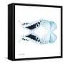 Miss Butterfly Duo Cloanthaea Sq - X-Ray White Edition-Philippe Hugonnard-Framed Stretched Canvas