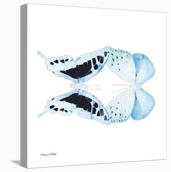 Miss Butterfly Duo Cloanthaea Sq - X-Ray White Edition-Philippe Hugonnard-Stretched Canvas