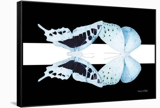 Miss Butterfly Duo Cloanthaea - X-Ray B&W Edition-Philippe Hugonnard-Framed Stretched Canvas