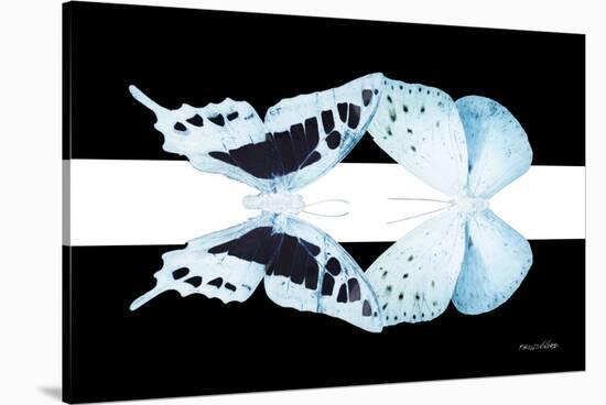 Miss Butterfly Duo Cloanthaea - X-Ray B&W Edition-Philippe Hugonnard-Stretched Canvas