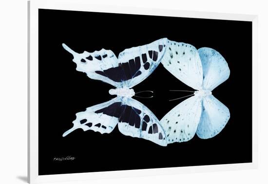 Miss Butterfly Duo Cloanthaea - X-Ray Black Edition-Philippe Hugonnard-Framed Photographic Print
