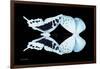 Miss Butterfly Duo Cloanthaea - X-Ray Black Edition-Philippe Hugonnard-Framed Photographic Print
