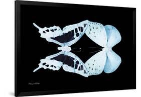 Miss Butterfly Duo Cloanthaea - X-Ray Black Edition-Philippe Hugonnard-Framed Photographic Print