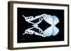 Miss Butterfly Duo Cloanthaea - X-Ray Black Edition-Philippe Hugonnard-Framed Photographic Print