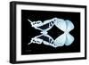 Miss Butterfly Duo Cloanthaea - X-Ray Black Edition-Philippe Hugonnard-Framed Photographic Print