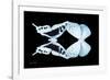 Miss Butterfly Duo Cloanthaea - X-Ray Black Edition-Philippe Hugonnard-Framed Photographic Print