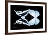 Miss Butterfly Duo Cloanthaea - X-Ray Black Edition-Philippe Hugonnard-Framed Photographic Print