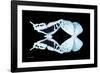 Miss Butterfly Duo Cloanthaea - X-Ray Black Edition-Philippe Hugonnard-Framed Photographic Print