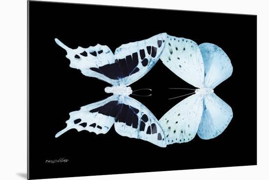Miss Butterfly Duo Cloanthaea - X-Ray Black Edition-Philippe Hugonnard-Mounted Photographic Print