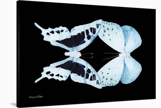 Miss Butterfly Duo Cloanthaea - X-Ray Black Edition-Philippe Hugonnard-Stretched Canvas