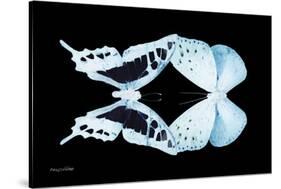 Miss Butterfly Duo Cloanthaea - X-Ray Black Edition-Philippe Hugonnard-Stretched Canvas