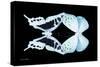 Miss Butterfly Duo Cloanthaea - X-Ray Black Edition-Philippe Hugonnard-Stretched Canvas