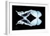 Miss Butterfly Duo Cloanthaea - X-Ray Black Edition-Philippe Hugonnard-Framed Photographic Print