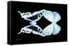 Miss Butterfly Duo Cloanthaea - X-Ray Black Edition-Philippe Hugonnard-Framed Stretched Canvas