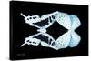 Miss Butterfly Duo Cloanthaea - X-Ray Black Edition-Philippe Hugonnard-Stretched Canvas