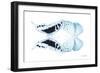 Miss Butterfly Duo Cloanthaea - X-Ray White Edition-Philippe Hugonnard-Framed Photographic Print