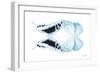 Miss Butterfly Duo Cloanthaea - X-Ray White Edition-Philippe Hugonnard-Framed Photographic Print