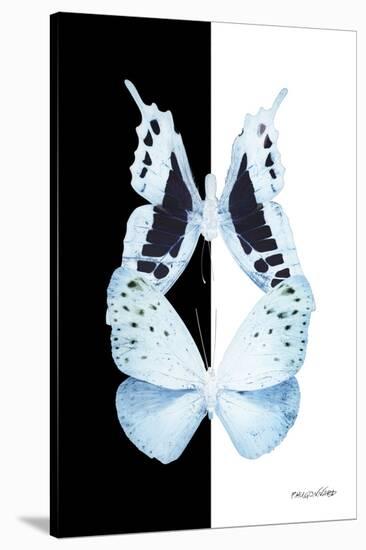 Miss Butterfly Duo Euploanthus II - X-Ray B&W Edition-Philippe Hugonnard-Stretched Canvas