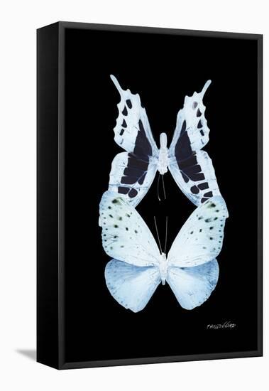 Miss Butterfly Duo Euploanthus II - X-Ray Black Edition-Philippe Hugonnard-Framed Stretched Canvas