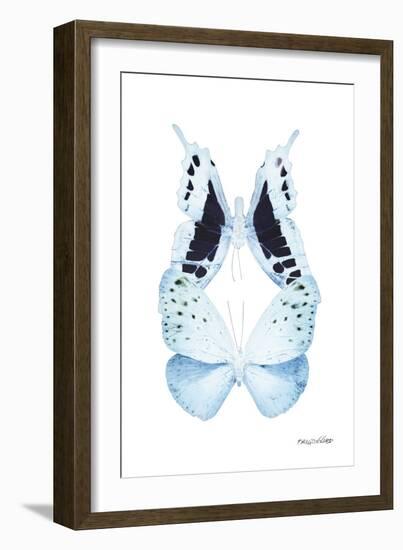 Miss Butterfly Duo Euploanthus II - X-Ray White Edition-Philippe Hugonnard-Framed Photographic Print