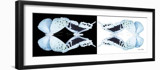 Miss Butterfly Duo Euploanthus Pan - X-Ray B&W Edition-Philippe Hugonnard-Framed Premium Photographic Print