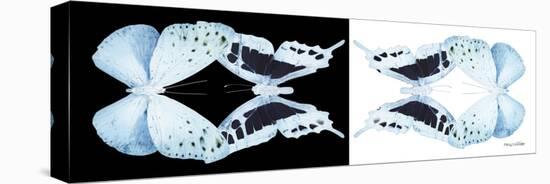 Miss Butterfly Duo Euploanthus Pan - X-Ray B&W Edition-Philippe Hugonnard-Stretched Canvas