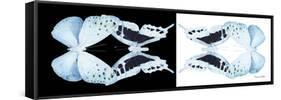 Miss Butterfly Duo Euploanthus Pan - X-Ray B&W Edition-Philippe Hugonnard-Framed Stretched Canvas