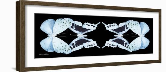 Miss Butterfly Duo Euploanthus Pan - X-Ray Black Edition II-Philippe Hugonnard-Framed Photographic Print