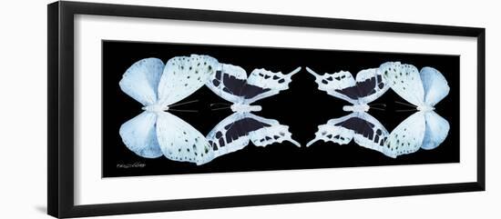 Miss Butterfly Duo Euploanthus Pan - X-Ray Black Edition II-Philippe Hugonnard-Framed Photographic Print