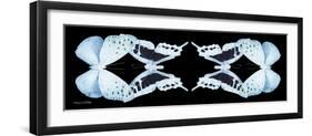 Miss Butterfly Duo Euploanthus Pan - X-Ray Black Edition II-Philippe Hugonnard-Framed Photographic Print
