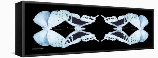 Miss Butterfly Duo Euploanthus Pan - X-Ray Black Edition II-Philippe Hugonnard-Framed Stretched Canvas