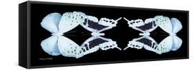 Miss Butterfly Duo Euploanthus Pan - X-Ray Black Edition II-Philippe Hugonnard-Framed Stretched Canvas