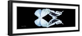 Miss Butterfly Duo Euploanthus Pan - X-Ray Black Edition-Philippe Hugonnard-Framed Photographic Print