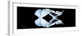 Miss Butterfly Duo Euploanthus Pan - X-Ray Black Edition-Philippe Hugonnard-Framed Photographic Print