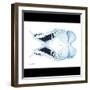 Miss Butterfly Duo Euploanthus Sq - X-Ray B&W Edition-Philippe Hugonnard-Framed Photographic Print