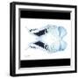 Miss Butterfly Duo Euploanthus Sq - X-Ray B&W Edition-Philippe Hugonnard-Framed Photographic Print