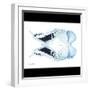 Miss Butterfly Duo Euploanthus Sq - X-Ray B&W Edition-Philippe Hugonnard-Framed Photographic Print