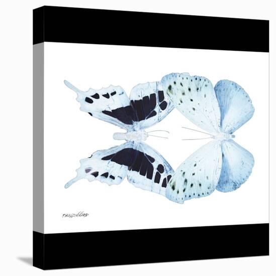 Miss Butterfly Duo Euploanthus Sq - X-Ray B&W Edition-Philippe Hugonnard-Stretched Canvas