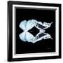 Miss Butterfly Duo Euploanthus Sq - X-Ray Black Edition-Philippe Hugonnard-Framed Photographic Print