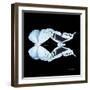 Miss Butterfly Duo Euploanthus Sq - X-Ray Black Edition-Philippe Hugonnard-Framed Photographic Print