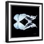 Miss Butterfly Duo Euploanthus Sq - X-Ray Black Edition-Philippe Hugonnard-Framed Photographic Print