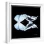 Miss Butterfly Duo Euploanthus Sq - X-Ray Black Edition-Philippe Hugonnard-Framed Photographic Print