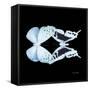 Miss Butterfly Duo Euploanthus Sq - X-Ray Black Edition-Philippe Hugonnard-Framed Stretched Canvas
