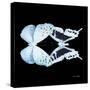 Miss Butterfly Duo Euploanthus Sq - X-Ray Black Edition-Philippe Hugonnard-Stretched Canvas