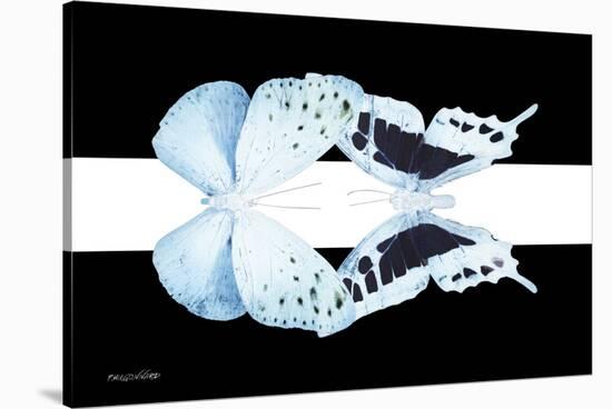 Miss Butterfly Duo Euploanthus - X-Ray B&W Edition II-Philippe Hugonnard-Stretched Canvas